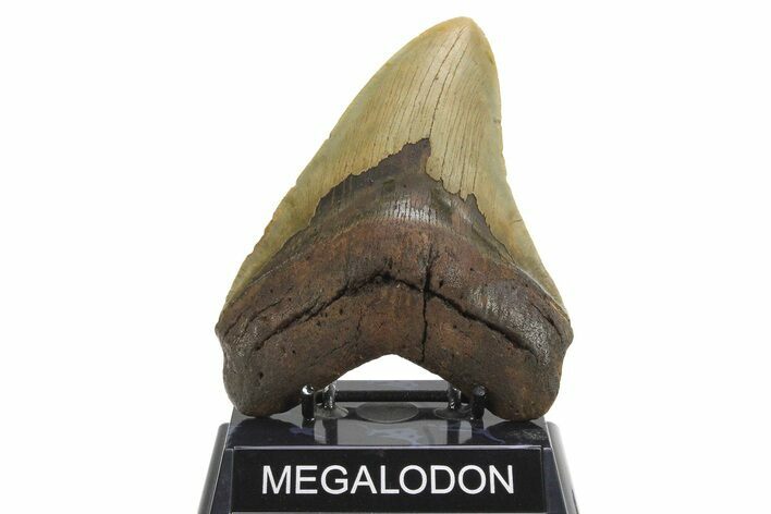 Fossil Megalodon Tooth - Huge NC Meg #298795